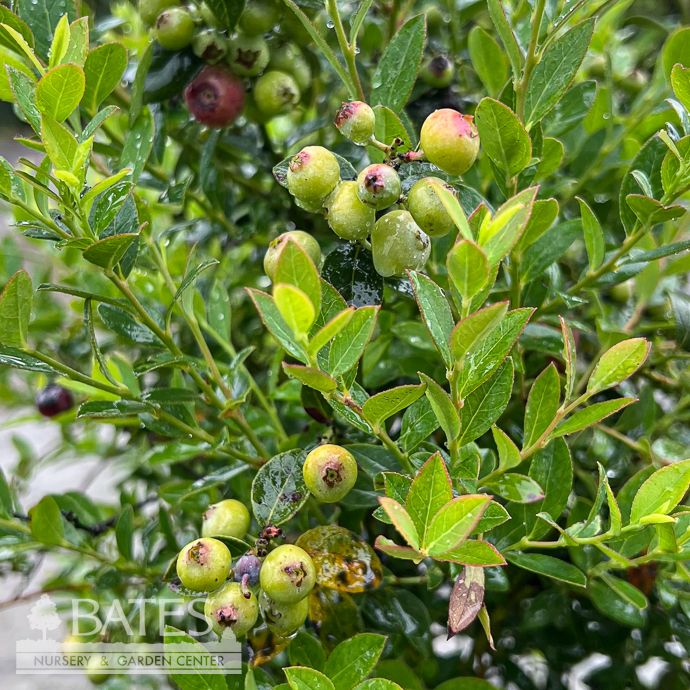 Edible #2 Vaccinium x Cutie Pie/ Dwarf Southern Highbush Blueberry