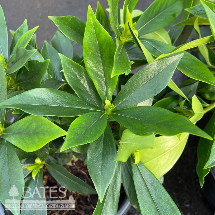 #2 Daphne x Perfume Princess 'White'/ Fragrant - No Warranty