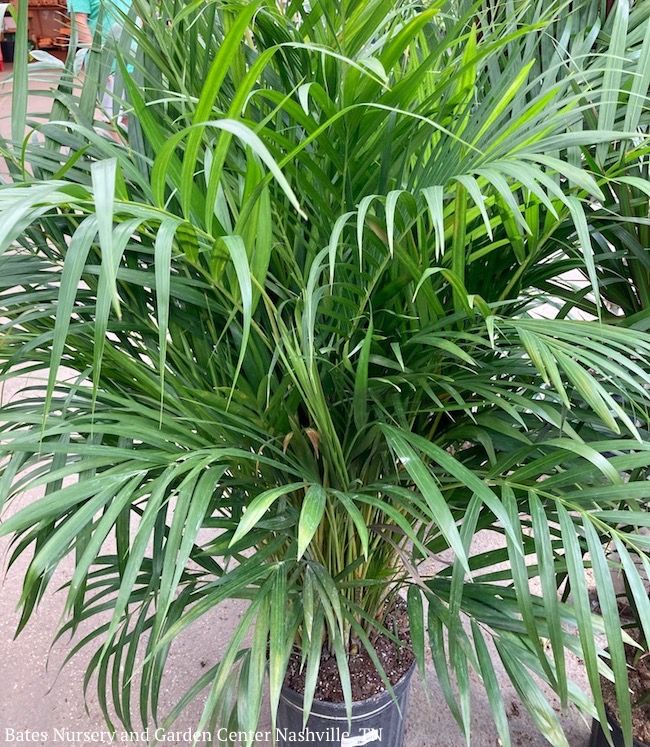 12p! Palm Dypsis lutescens / Areca Palm /Tropical