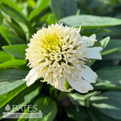 1 Echinacea x Delicious Nougat / Coneflower