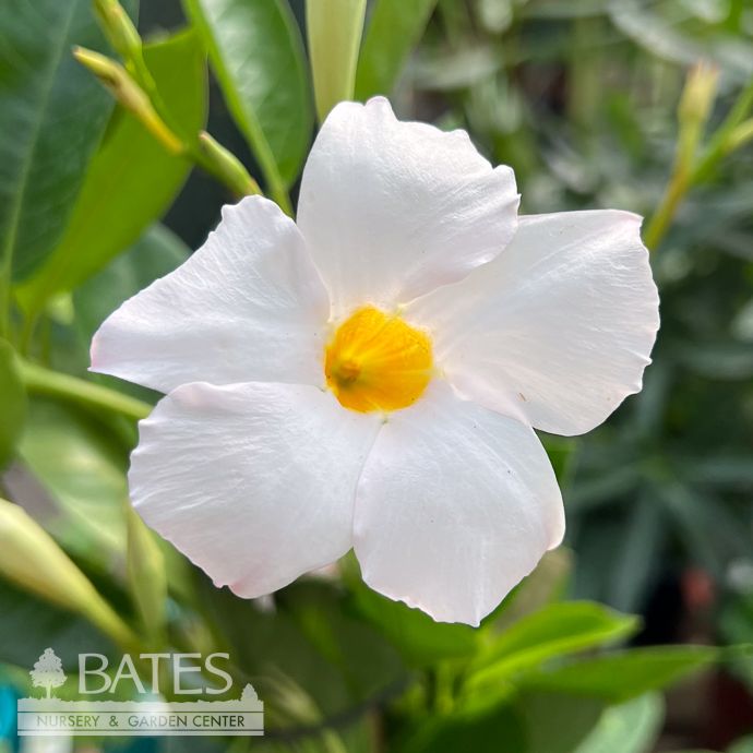 Tropical #1 Mandevilla STK Sunvilla 'White' - No Warranty