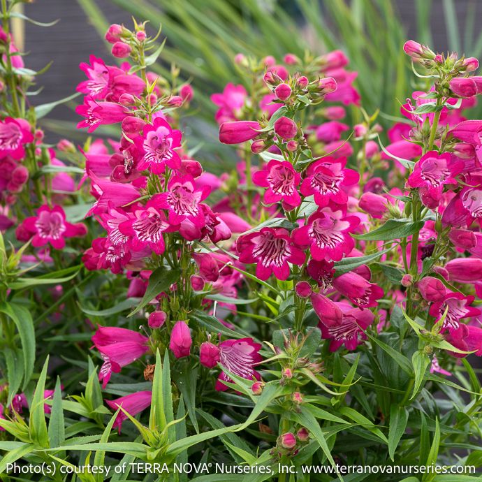 #1 Penstemon x Harlequin Magenta/ Beardtongue