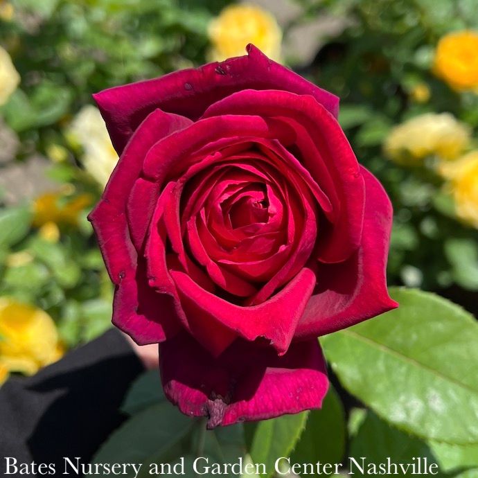 #3 Rosa Chrysler Imperial/ Red Hybrid Tea Rose - No Warranty