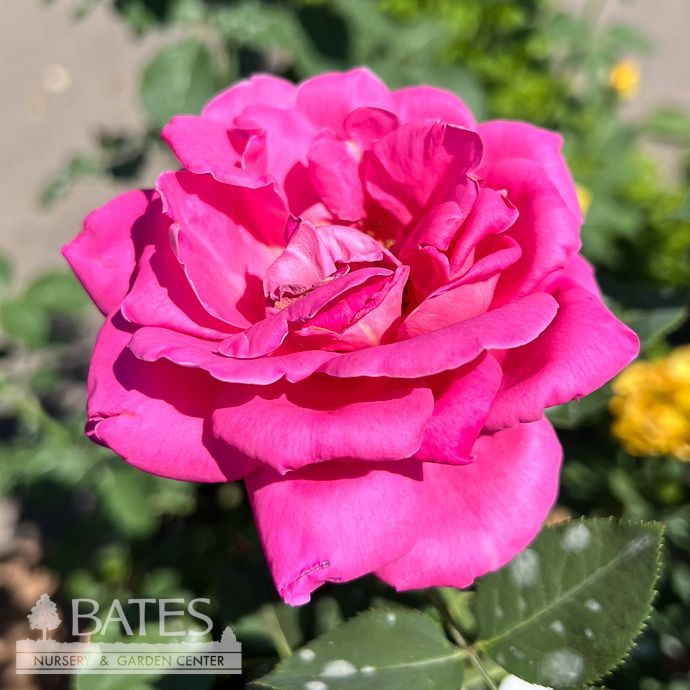 #3 Rosa Pink Peace/ Deep Pink Hybrid Tea Rose - No Warranty