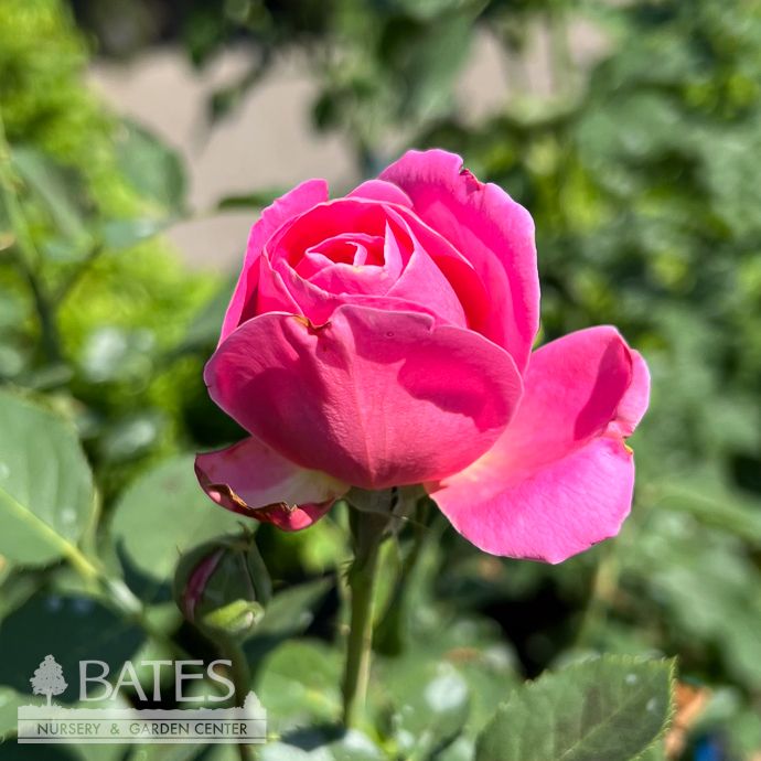 #3 Rosa Pink Peace/ Deep Pink Hybrid Tea Rose - No Warranty