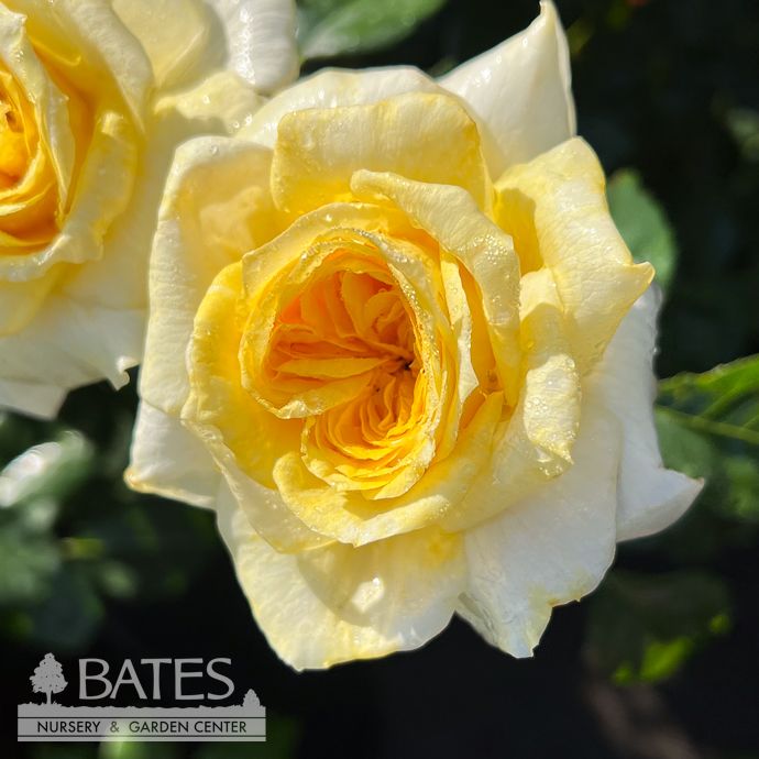 #3 Rosa x Lemontini/ Creamy Yellow Hybrid Tea Rose - No Warranty