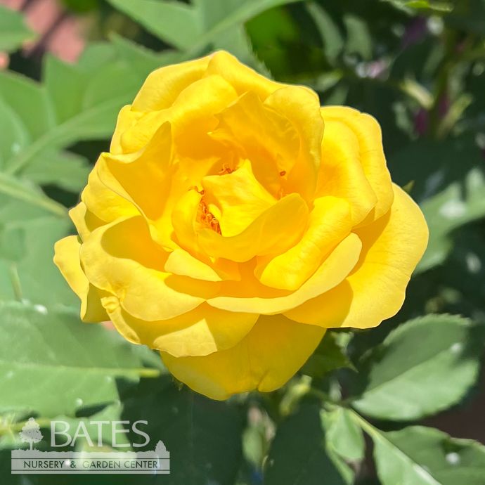 #3 Rosa Sol Desire/ Yellow Floribunda Rose - No Warranty