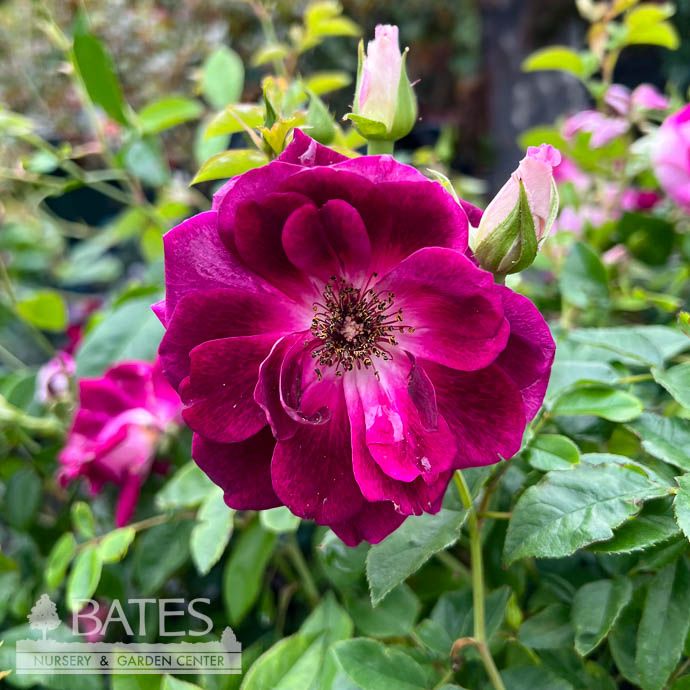 #3 Rosa BURGUNDY Iceberg/ Floribunda Rose - No Warranty