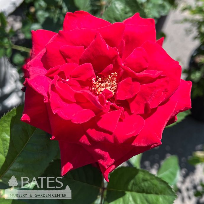 #3 Rosa Proud Land/ Deep Red Hybrid Tea Rose - No Warranty