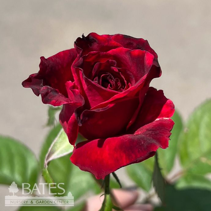 #3 Rosa Proud Land/ Deep Red Hybrid Tea Rose - No Warranty