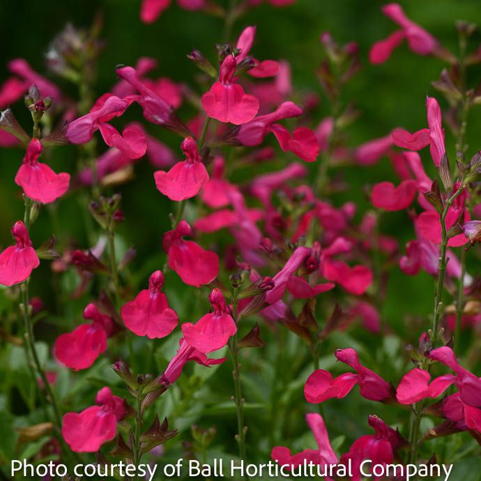 #1 Salvia greggii Hot Pink/ Autumn Sage  Native (R) - No Warranty