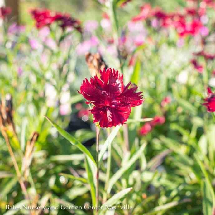 QP Dianthus barb Barbarini 'Purple Picotee'/ Sweet William