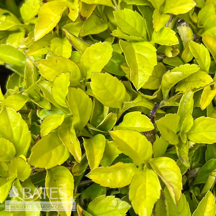 #1 Duranta erecta Cuban Gold/ Annual - No Warranty