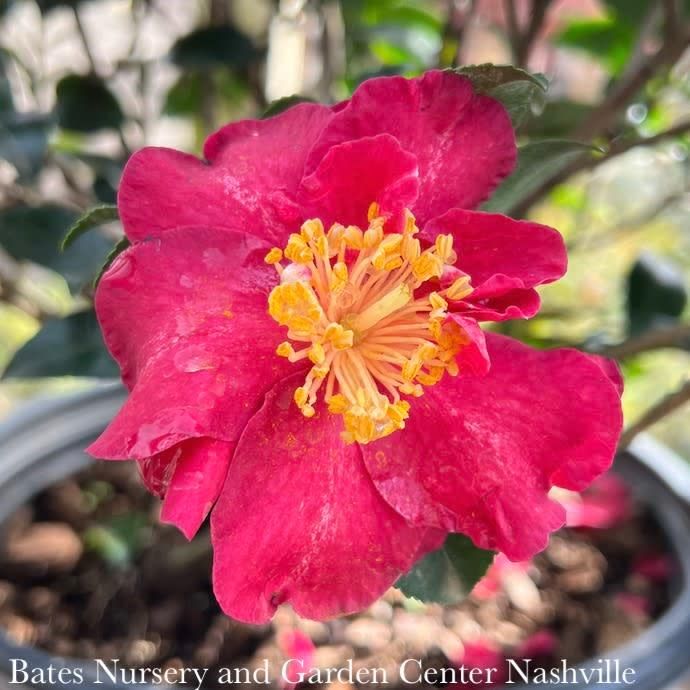 #1 Camellia sas SL October Magic 'Ruby' - No Warranty