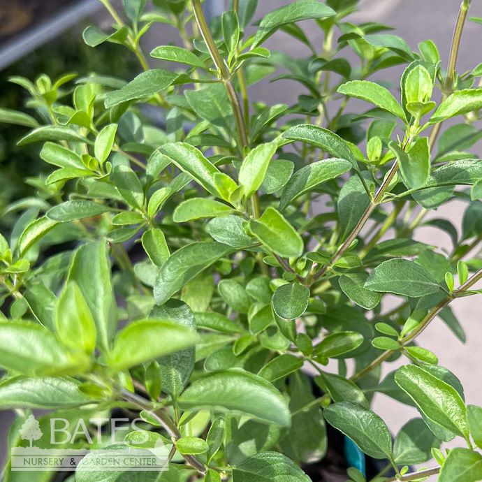 #1 Salvia greggii Lipstick/ Red, White Autumn Sage - No Warranty