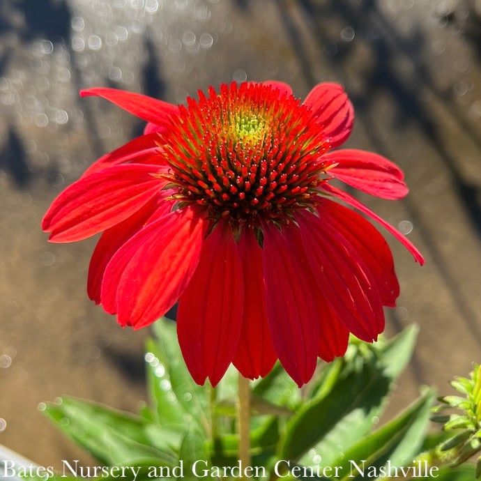#1 Echinacea x PW Sombrero 'Tres Amigos'/ Compact Pink to Red Coneflower