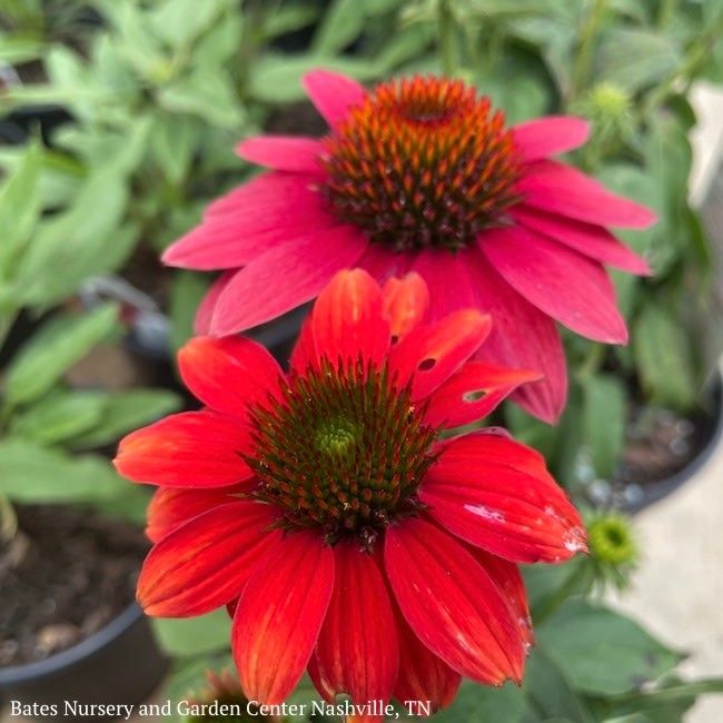#1 Echinacea x PW Sombrero 'Tres Amigos'/ Compact Pink to Red Coneflower