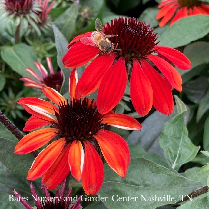 #1 Echinacea x PW Sombrero 'Sangrita'/ Red Coneflower