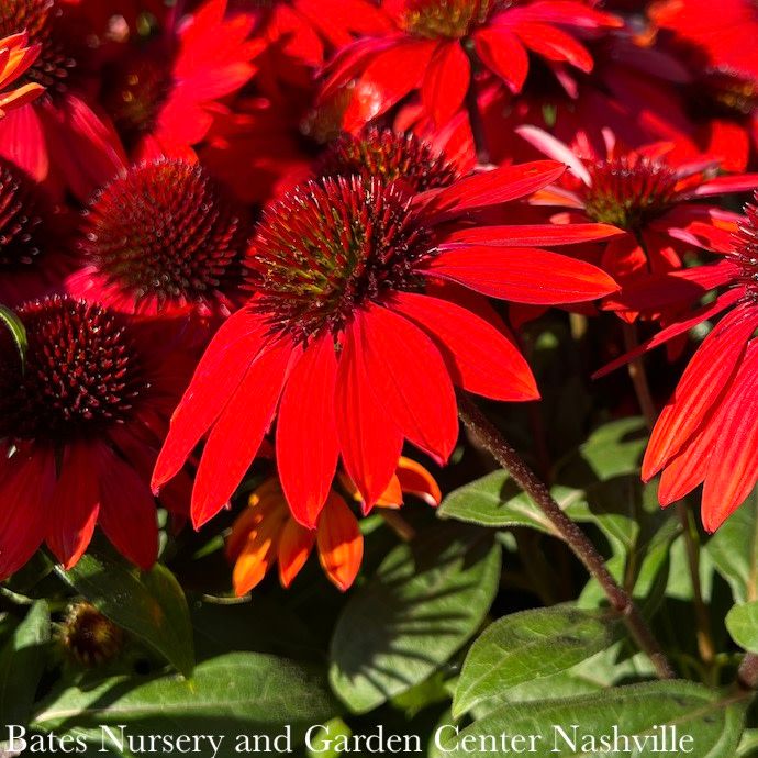 #1 Echinacea x PW Sombrero 'Sangrita'/ Red Coneflower