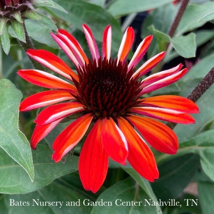 #1 Echinacea x PW Sombrero 'Sangrita'/ Red Coneflower