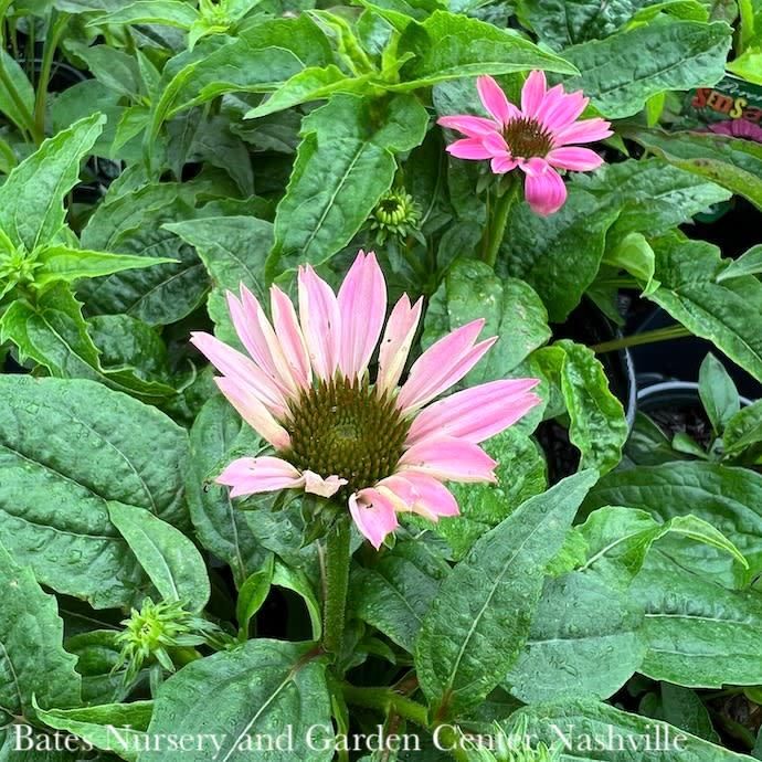 #1 Echinacea pur PowWow Wild Berry/ Coneflower Native (TN)