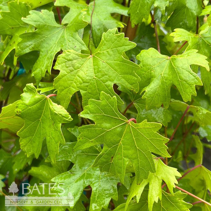Edible #2 Vitis rotund x vin Southern Home/ Muscadine