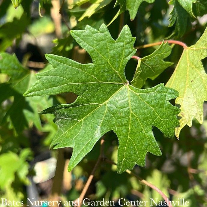 Edible #2 Vitis rotund Southern Jewel/ Muscadine Grape Native (TN)