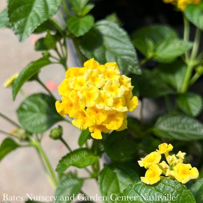 Tropical #1 Lantana Chapel Hill/ Yellow - No Warranty