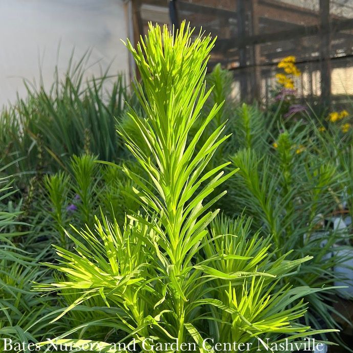 #1 Liatris spica Alba/ White Gayfeather, Blazing Star Native (TN)