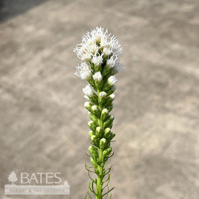 #1 Liatris spica Alba/ White Gayfeather, Blazing Star Native (TN)