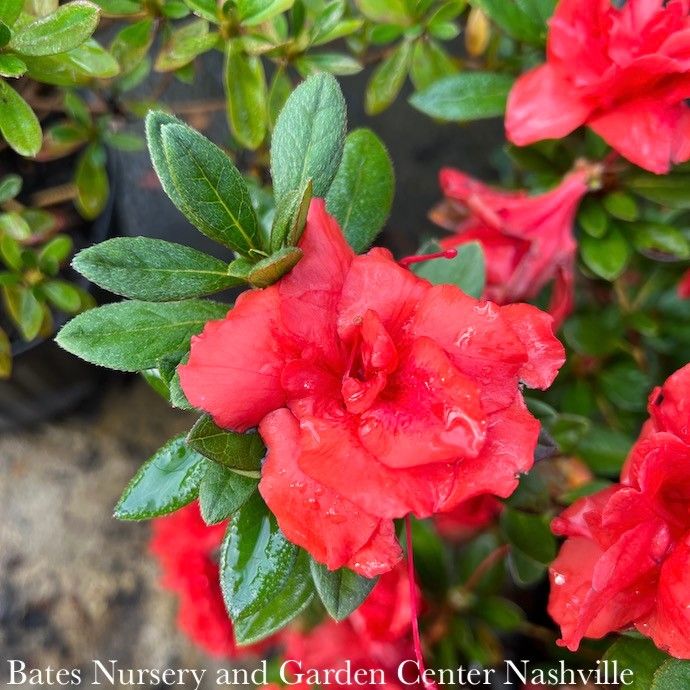 Topiary Patio Tree #2 Azalea x Bloom-A-Thon 'Coral Amazement'/ Repeat