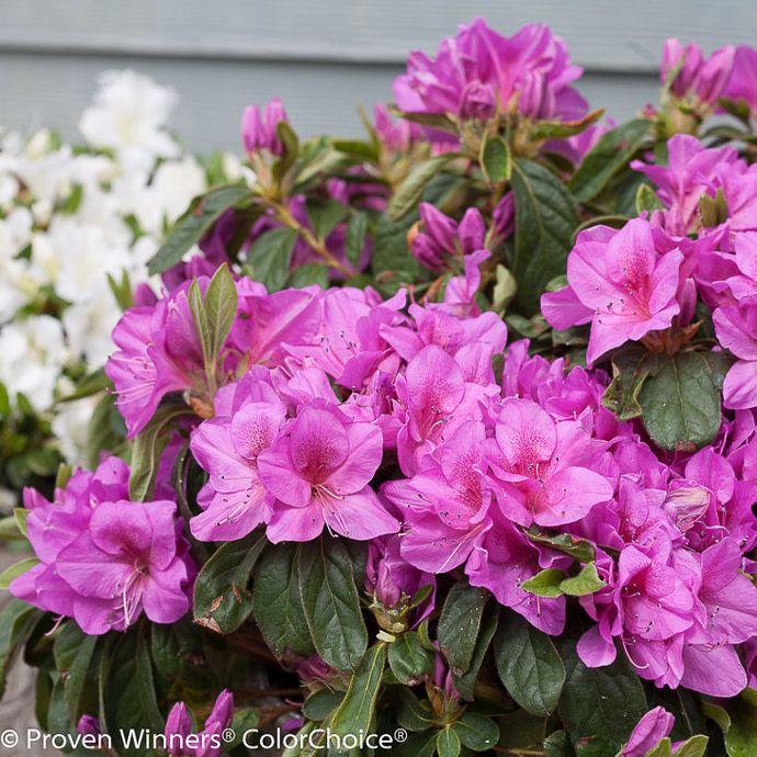 Topiary Patio Tree #2 Azalea x Bloom-A-Thon 'Lavender'/ Repeat