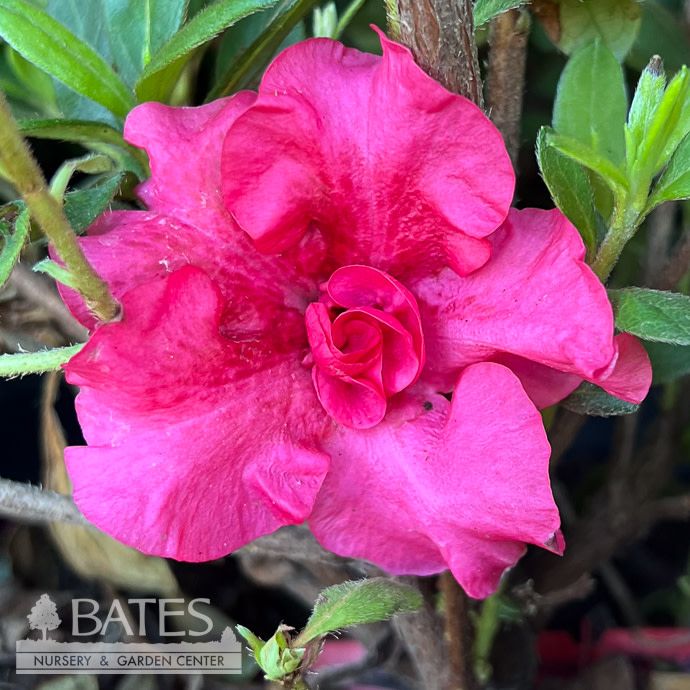 Topiary Patio Tree #2 Azalea x Bloom-A-Thon 'Red Magnificence'/ Repeat