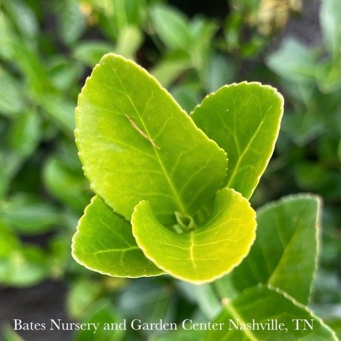 Topiary Espalier #7 Euonymus kiat Manhattan
