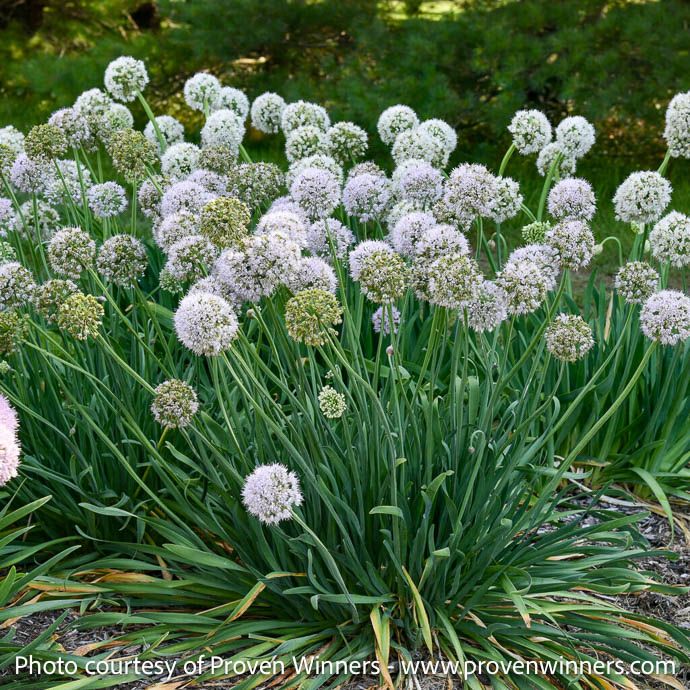 #1 Allium x PW Bobblehead/ Ornamental Onion