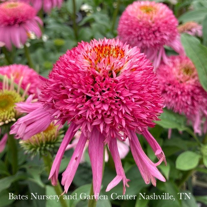 #1 Echinacea x PW Double Scoop 'Bubblegum'/ Pink Coneflower