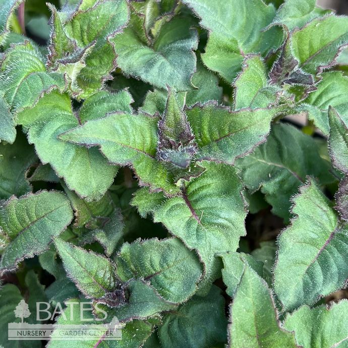QP Monarda did Fireball/ Red Beebalm Native (TN)