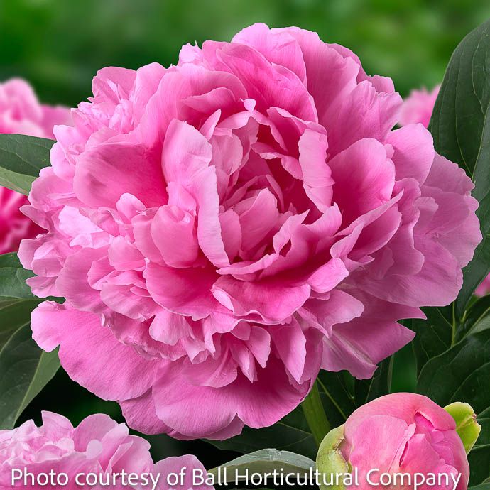#1 Paeonia Jacorma/ Pink Peony