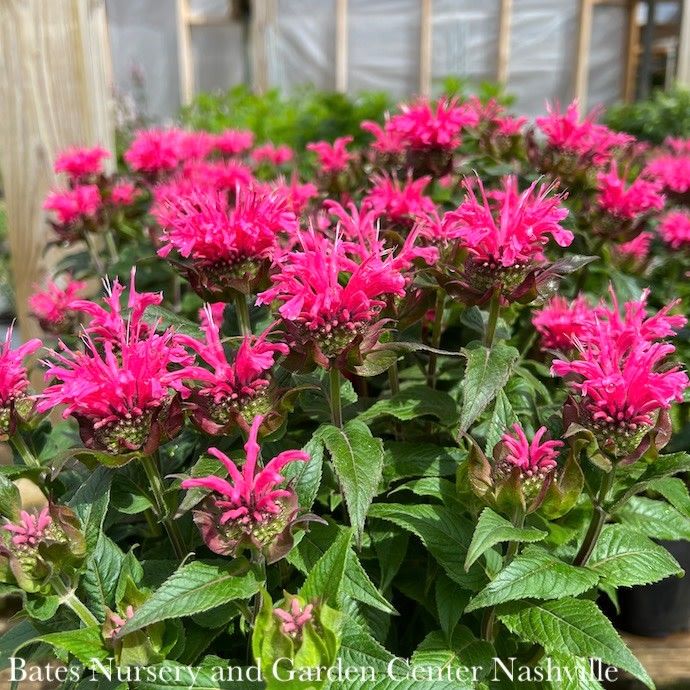 QP Monarda x Sugar Buzz 'Bubblegum Blast'/ Pink Beebalm