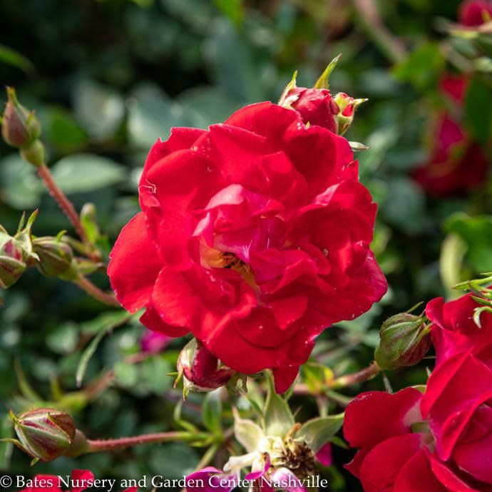#3 Rosa Red Drift/ Groundcover Rose - No Warranty
