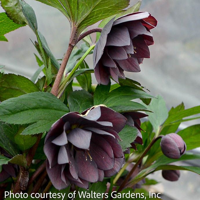 #1 Helleborus x PW Wedding Party 'Dashing Groomsmen'/ Lenten Rose