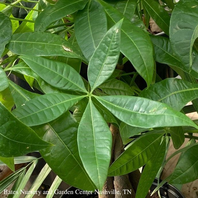 4p! Pachira Money Tree Stump  /Tropical