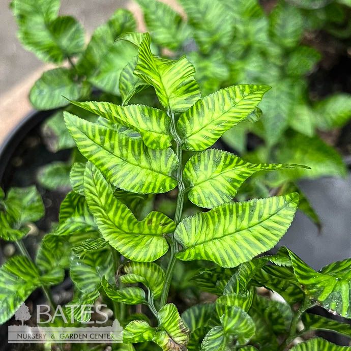 6p! Fern Golden Zebra Bamboo
