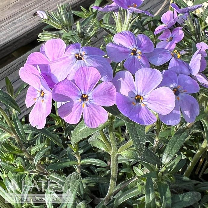 QP Phlox x Paparazzi 'Angelina'/ Lavender