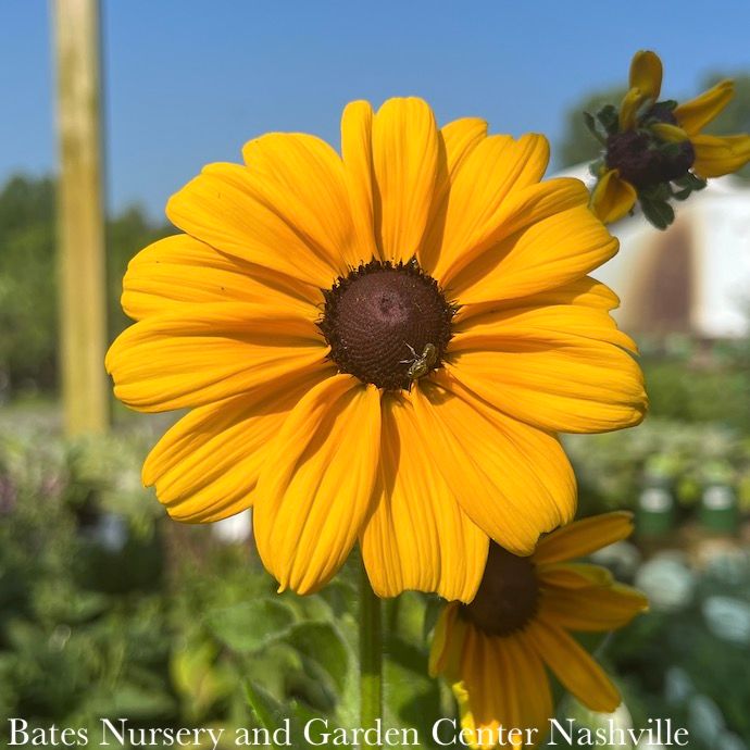 #1 Rudbeckia hirta Indian Summer/ Black-Eyed Susan Native (TN)