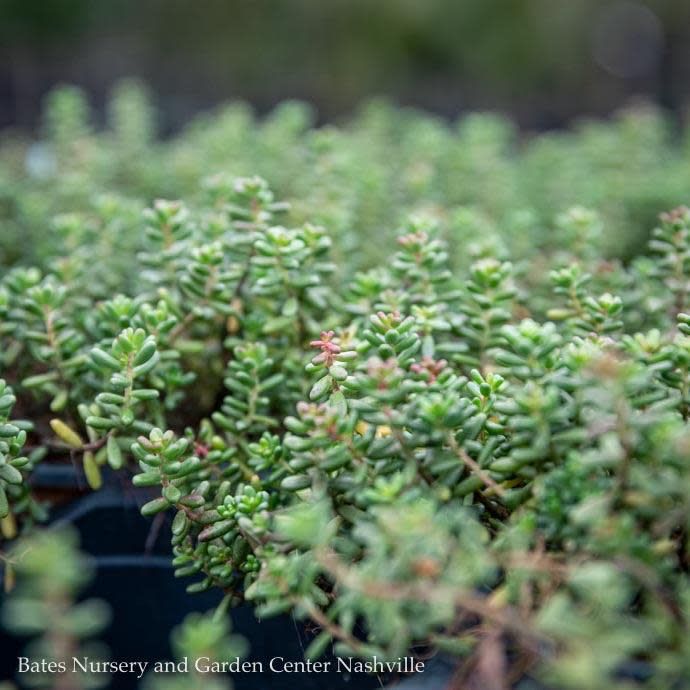 4P Sedum album Coral Carpet/ Stonecrop