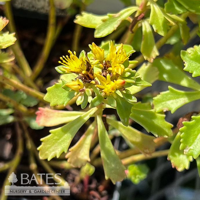 4p Sedum x Czars Gold/ Stonecrop