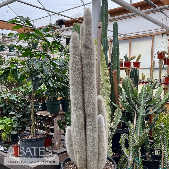 17p!/15G Cactus Silver Torch /Tropical