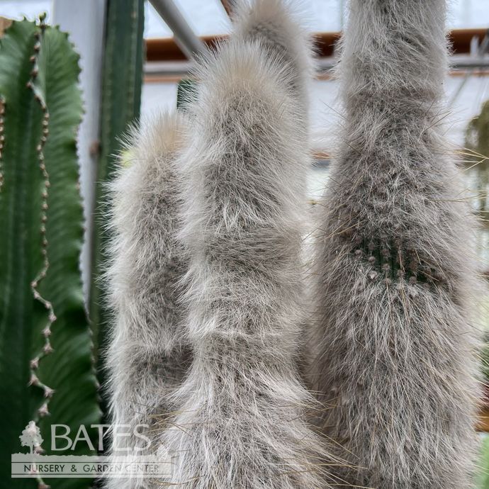 17p!/15G Cactus Silver Torch /Tropical