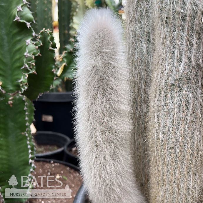 17p!/15G Cactus Silver Torch /Tropical